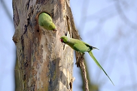 Halsbandparkiet (Psittacula krameri) 3-2017 6282